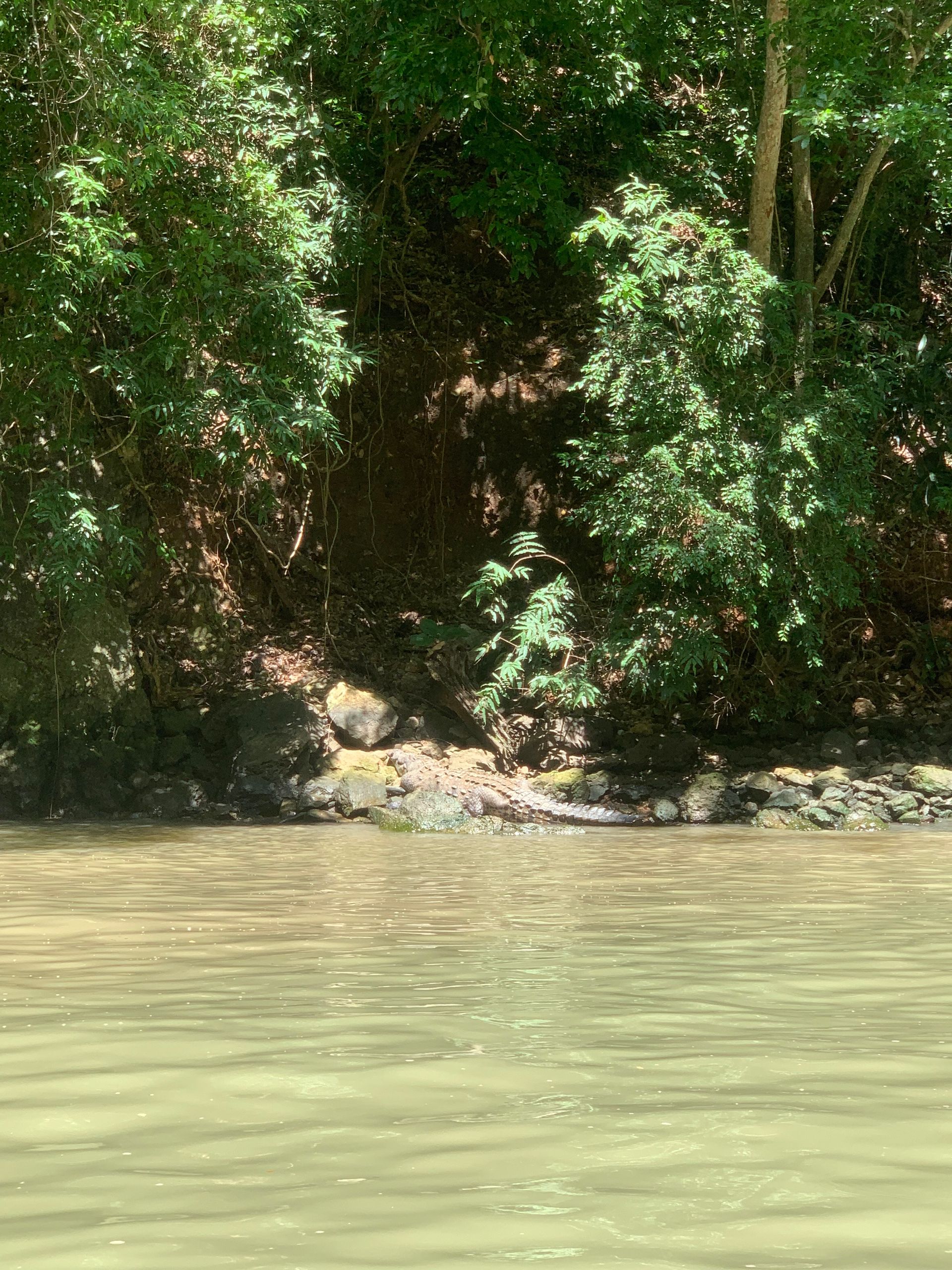 Krokodil im Canyon El Sumidero