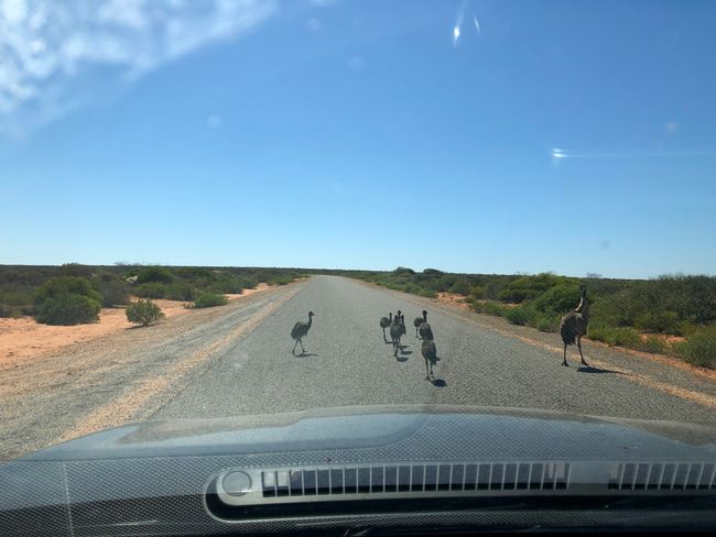 Horde von Emus