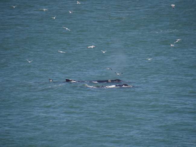 The humpback whales that were right below the Golden Gate Bridge ;-)