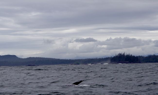 Whale in sight!