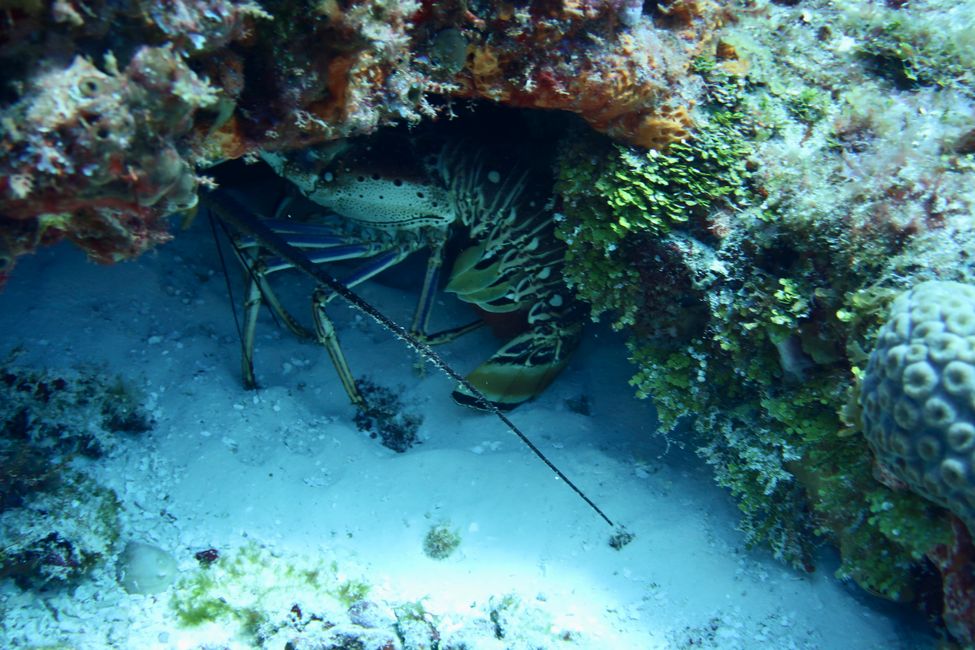 Lobster on Dive Station