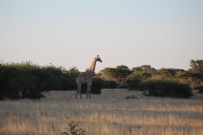 20.12.2018 Kalahari nga Anib nga Lodge