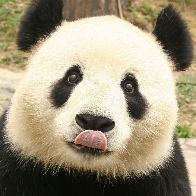 The nicest Panda ever :)