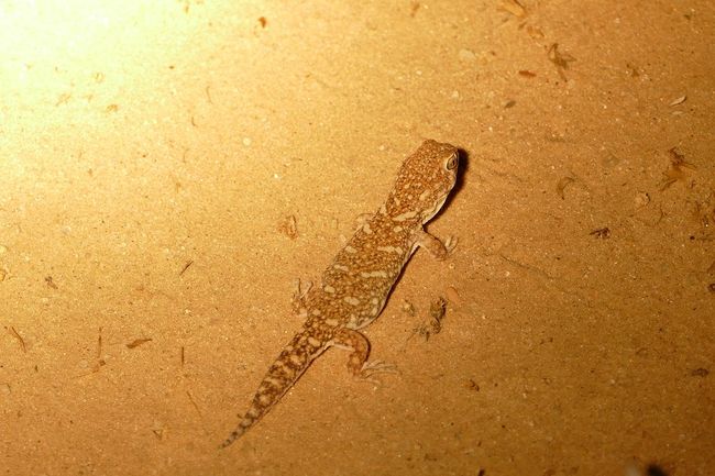 A gecko
