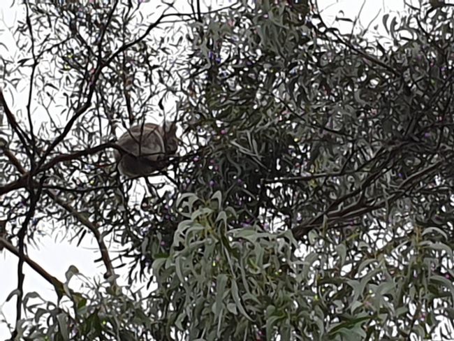 Kangaroos, koalas le batang