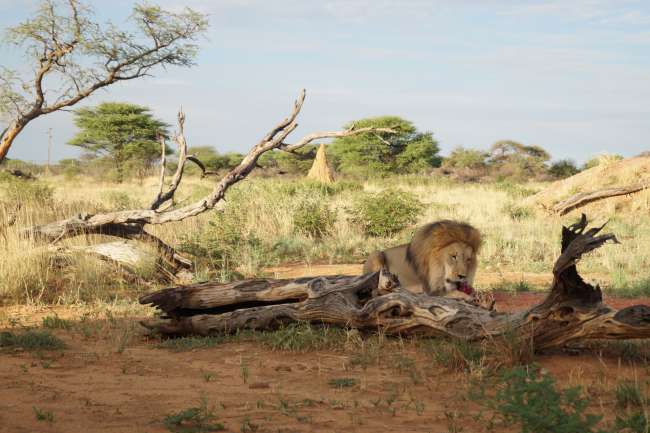 Africat, ein Umweltbildungsprogram und Wildkatzenaufnahmestation