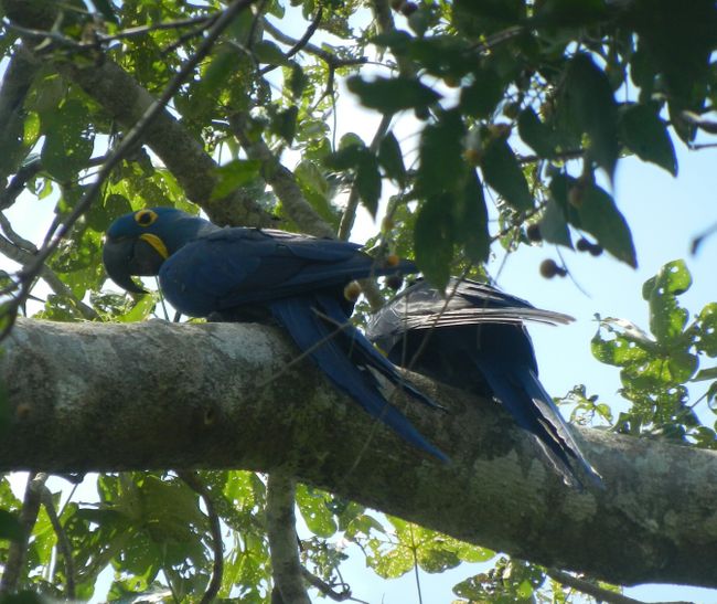 Pantanal Blauara/ara