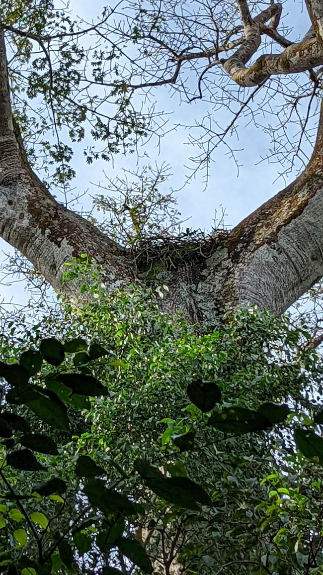 Nest