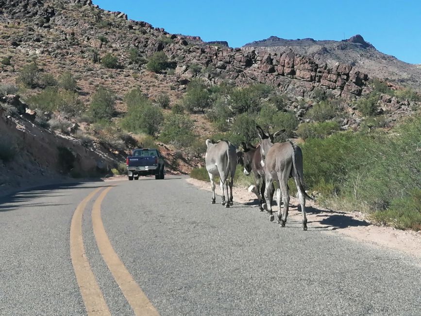 Donkeys on tour