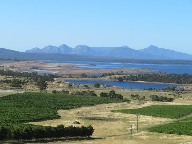 Viticulture against the backdrop of Freycinet