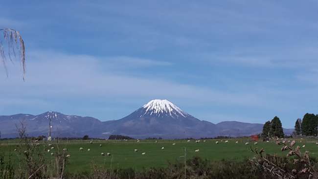 Mount Doom with sheep - a beautiful picture :)