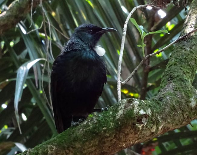 The Tui, a typical New Zealand bird