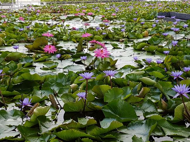 Water lily pond in the middle of Singapore