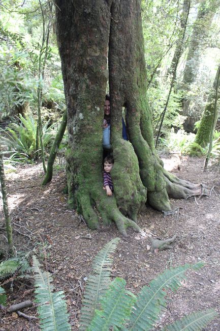 Upps, wer ist denn da im Baum... (Purakaunui-Falls)