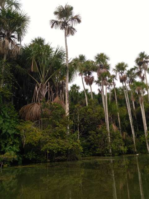 Puerto Maldonado - Rainforest
