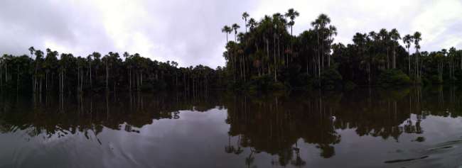 Puerto Maldonado - Pădurea tropicală
