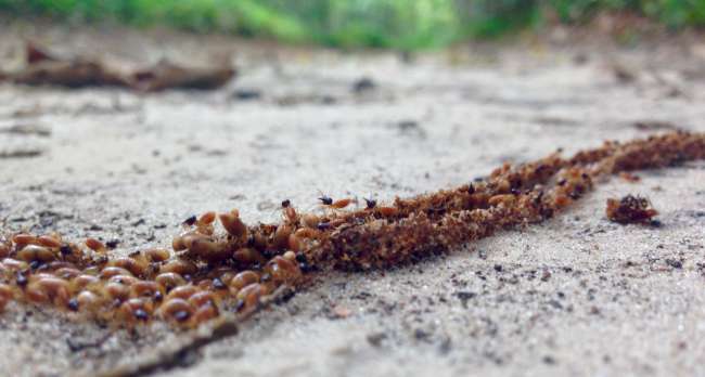 Highway out of dead and alive termites