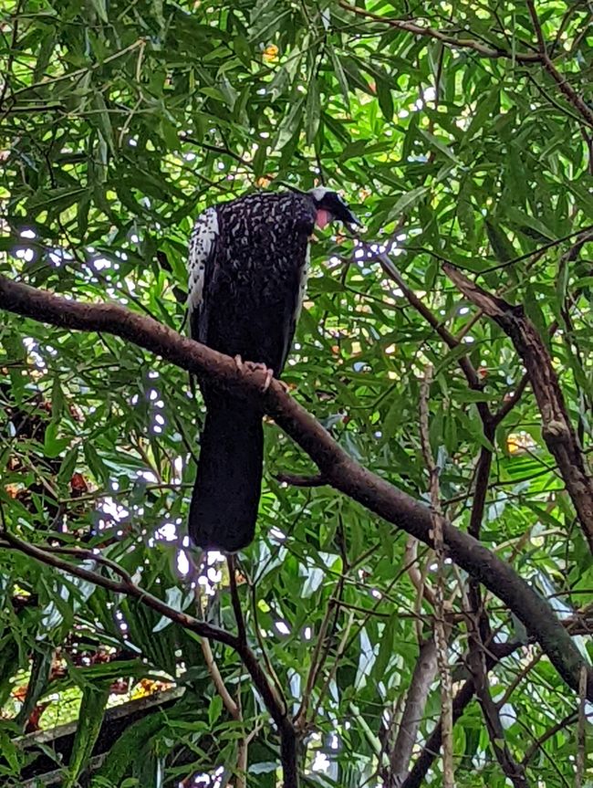 07.06.2022 - Vogelpark und Wasserfälle