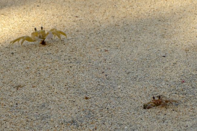 Der Strand war so einsam, dass sich sogar die Krabben haben sehen lassen.