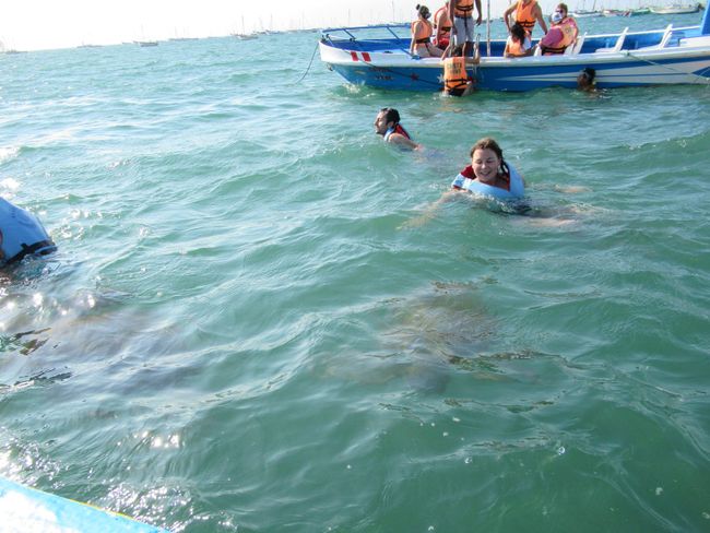 Schwimmen mit Schildkröten 