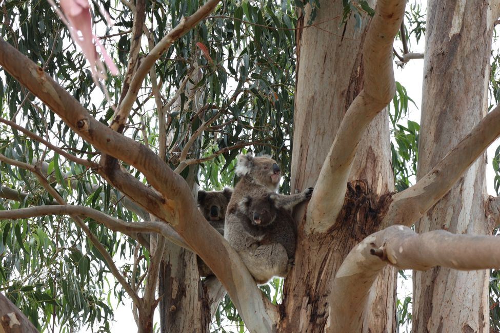 Day 183 Koala Day