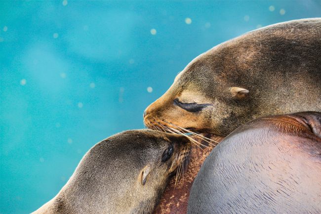Sea lion mom with baby