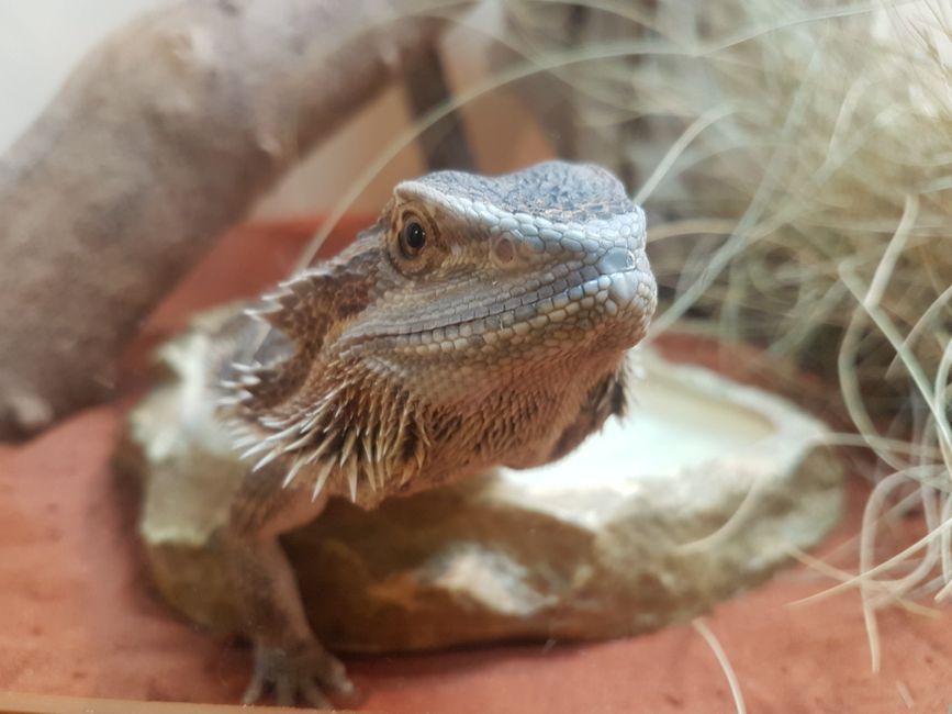 Close-up of a bearded dragon at the reptile center