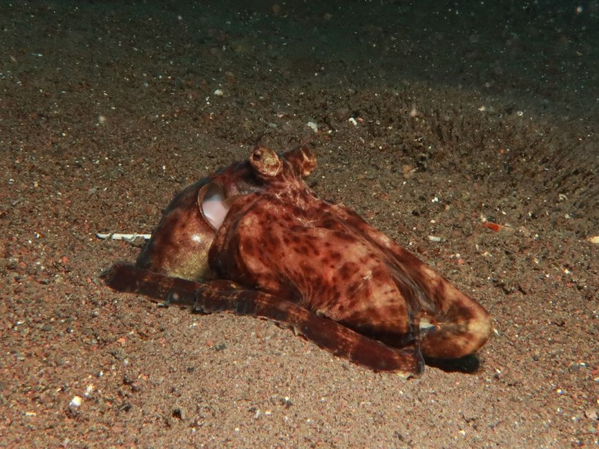 Mäge's Mimic octopus