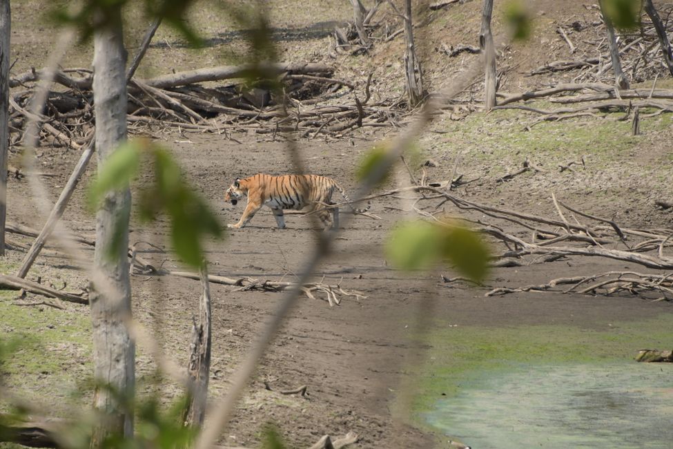 Pench NP - Tiger #11