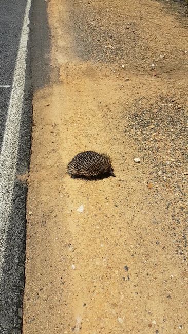 We had to shoo away this little echidna from the road