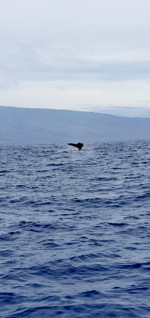 Wale beobachten
