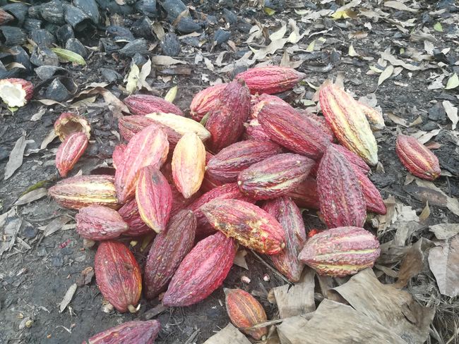 Reife Kakaofrüchte werden mit der Zwickschere bzw. Machete geerntet (Reife erkennbar an heller Verfärbung) 