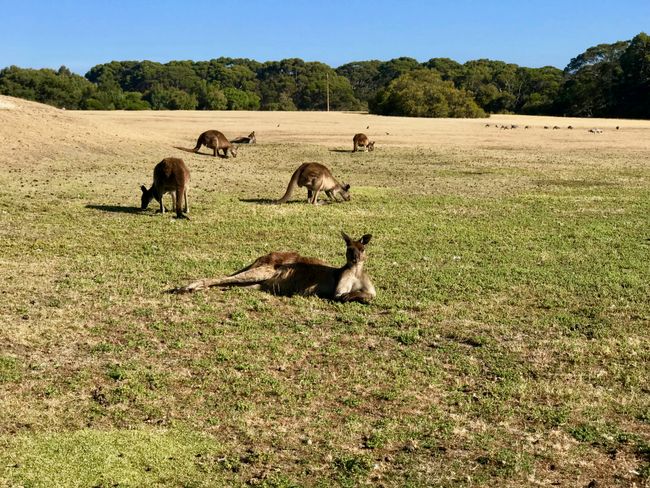 ...massive kangaroos