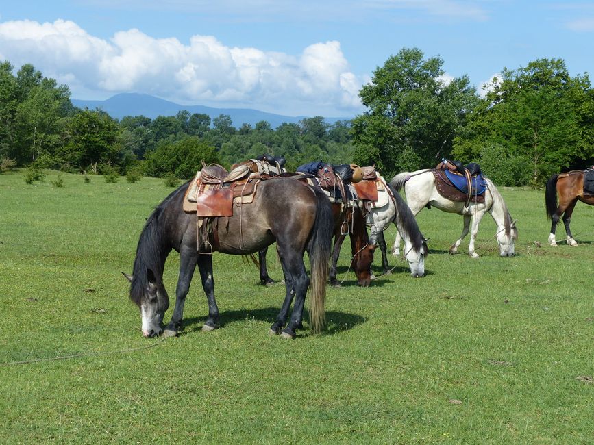Pferde Treck durch Georgien