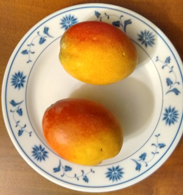 Mango Haden