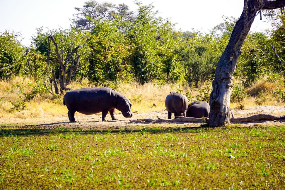 Hippos im Okavango Delta