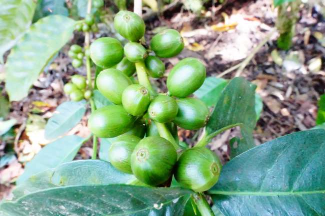 auf der Kaffeefarm in Matagalpa sind die Bohnen leider noch grün