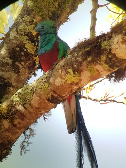 Costa Rica: Parque Nacional Los Quetzales
