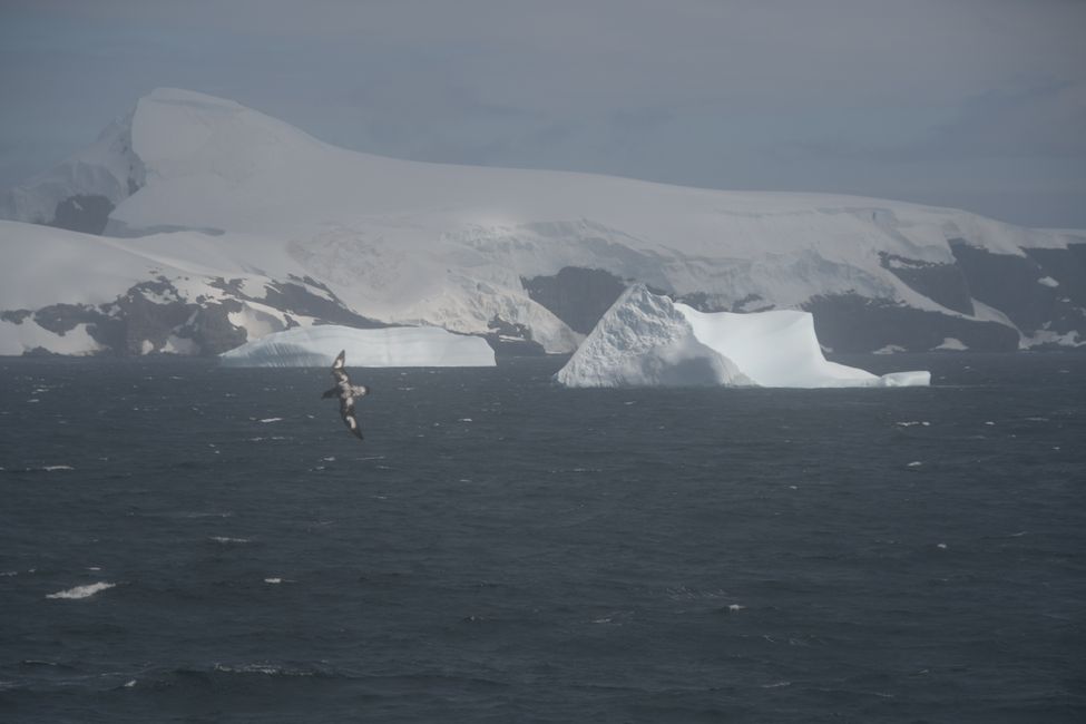 Icebergs and Cape Petrels
