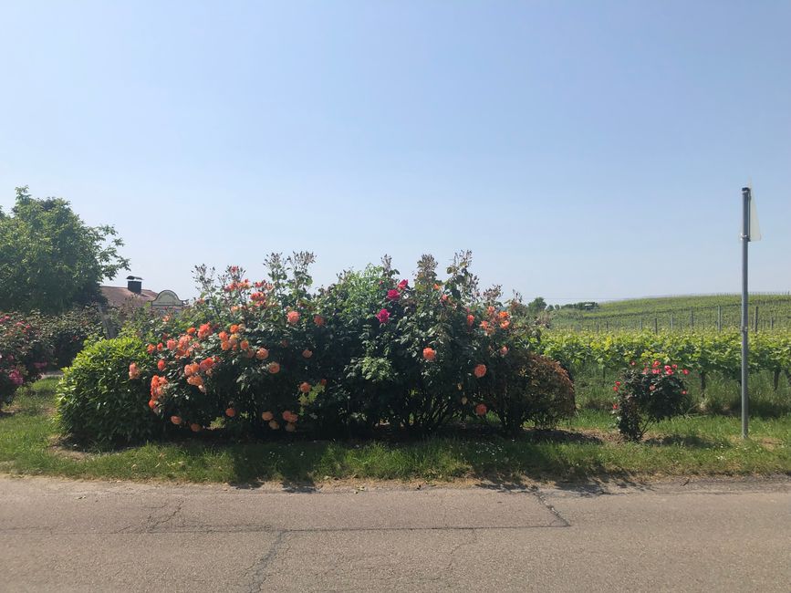 Beautiful roses are everywhere on the edge of the vineyards