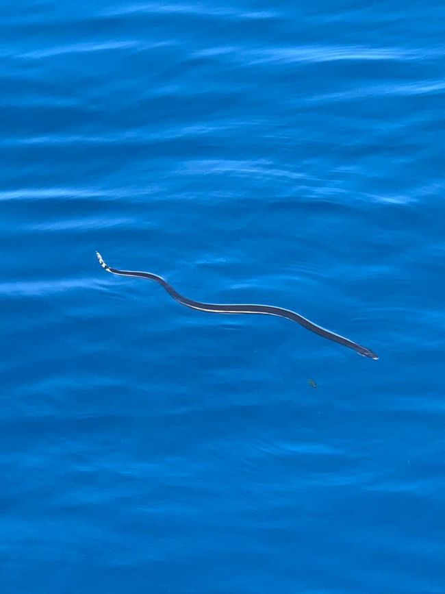 Venomous water snake