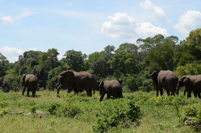 Herd of elephants (excerpt)