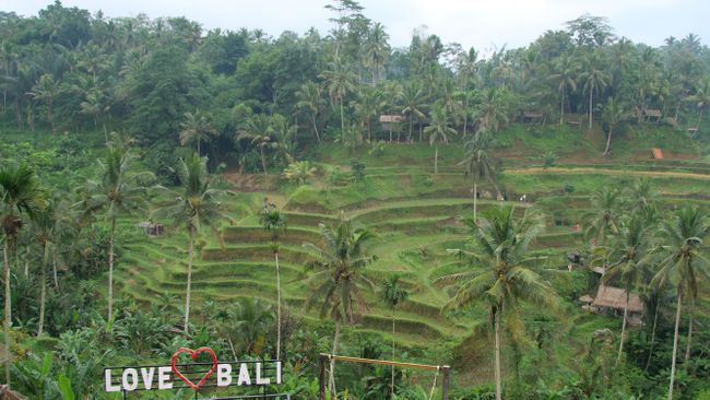 Reisfelder rund um Ubud