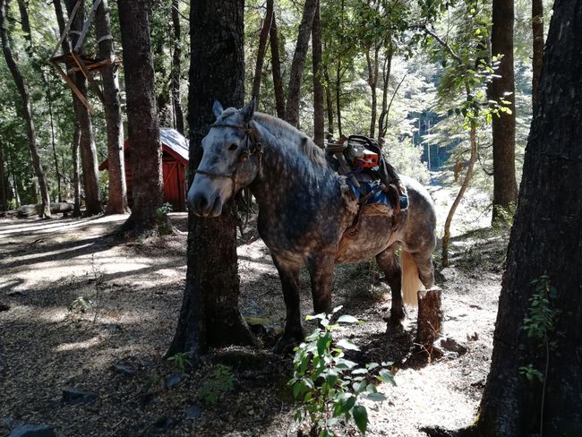 Horse with chainsaw