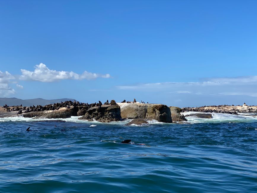 Am Weg zur Seal island haben wir einen kleinen Abstecher zur Backpacker Bucht gemacht. Dort haben wir zum ersten Mal Delfine im Meer gesehen. Am Weg zur Insel ist uns dann auch noch ein Sunfish entgegen gekommen. Diese sind flach und schwimmen auftecht. Sie können bis zu 3.3m lang und bis zu 2.3 Tonnen schwer werden.