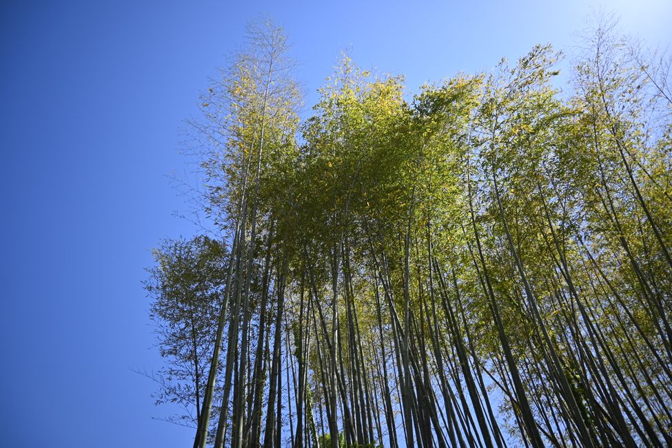 In the Bamboo Forest