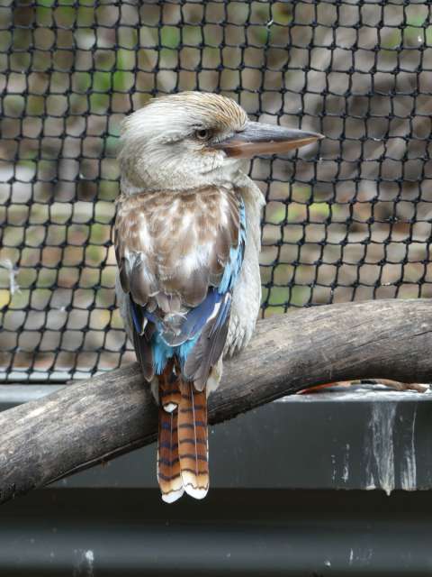 Kookaburra - berühmter australischer Vogel