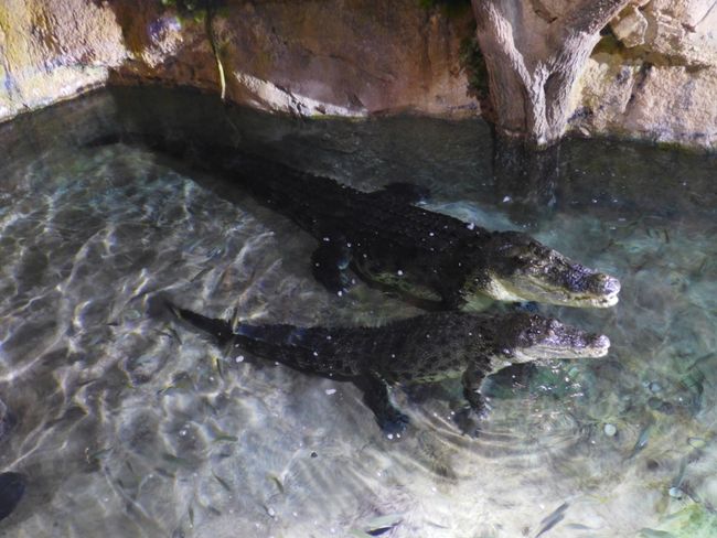 Underwater Zoo in der Dubai Mall