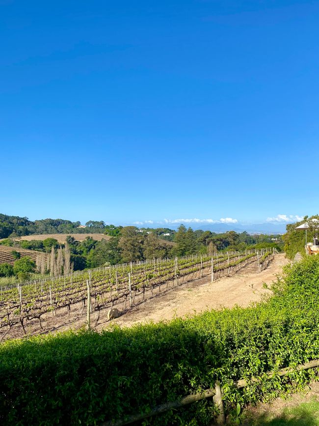 Wine farm Klein Constantia