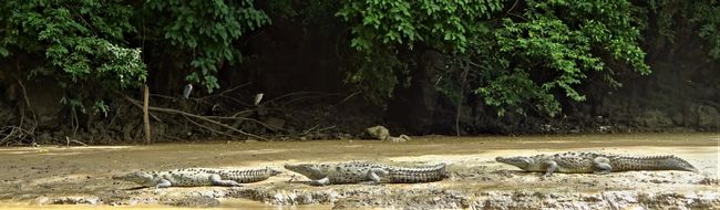 Krokodile im Cañon del Sumidero